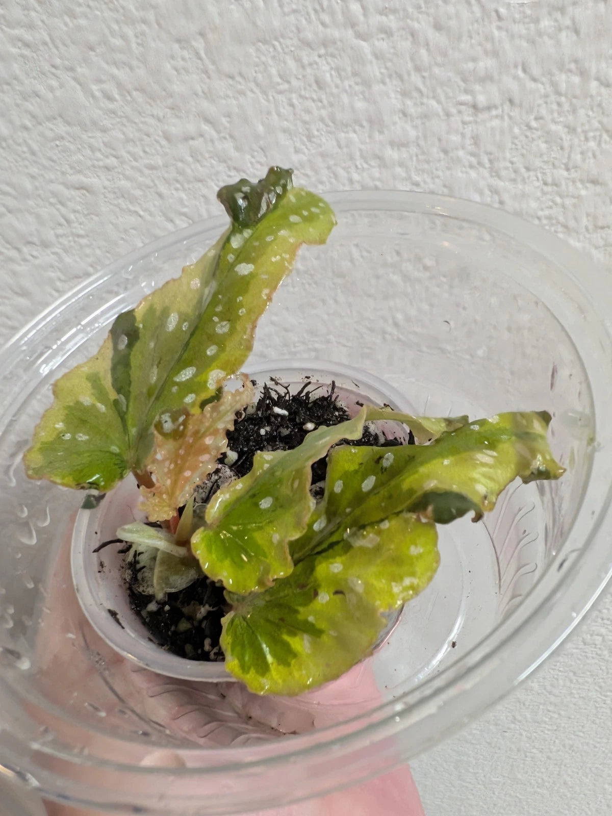 Variegated Begonia Plant - Small Leaf 'Dainty Spray' Sport