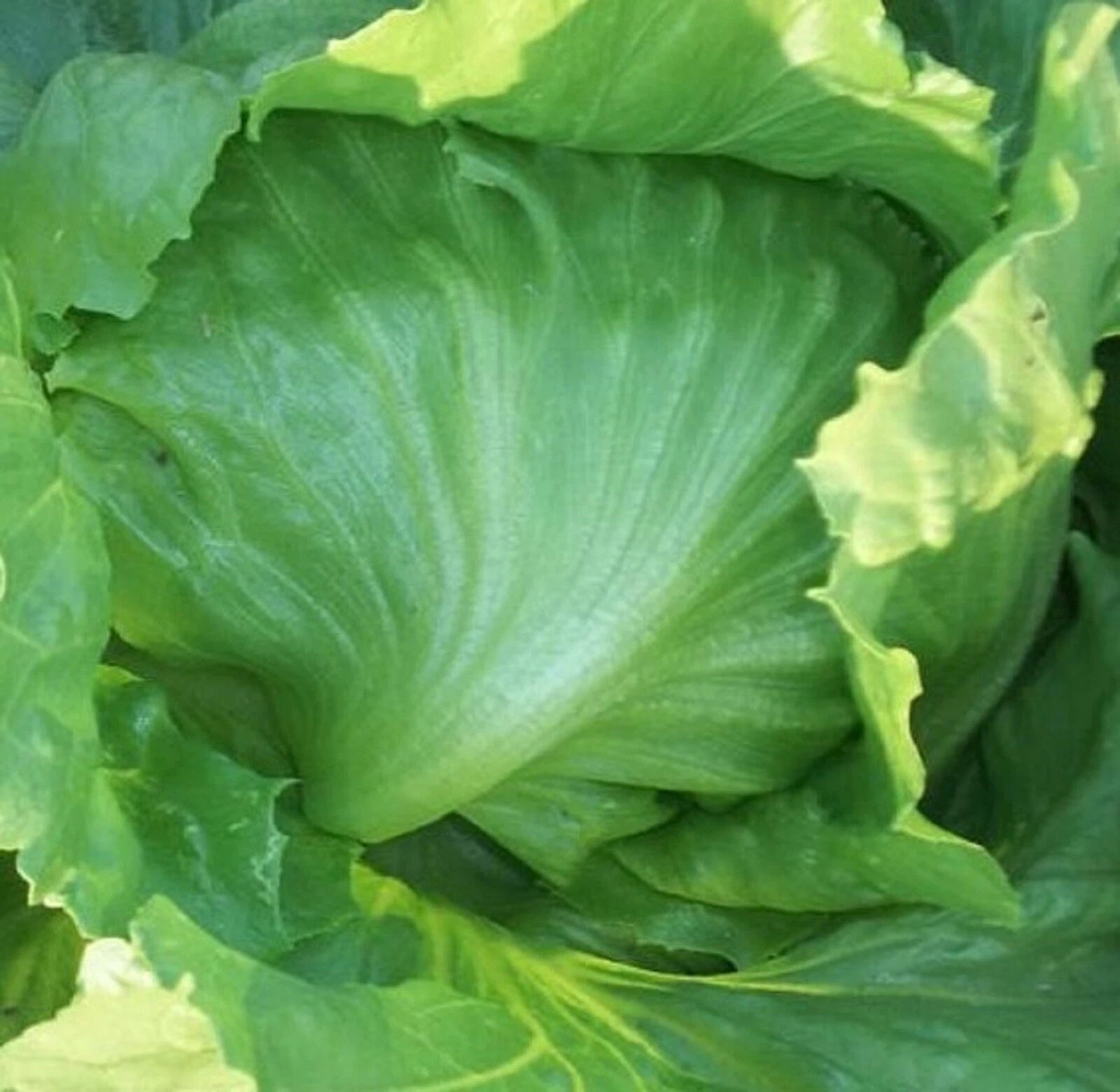 Iceberg Lettuce Seeds 500+ Non-GMO, Heirloom Variety, Lactuca sativa ...