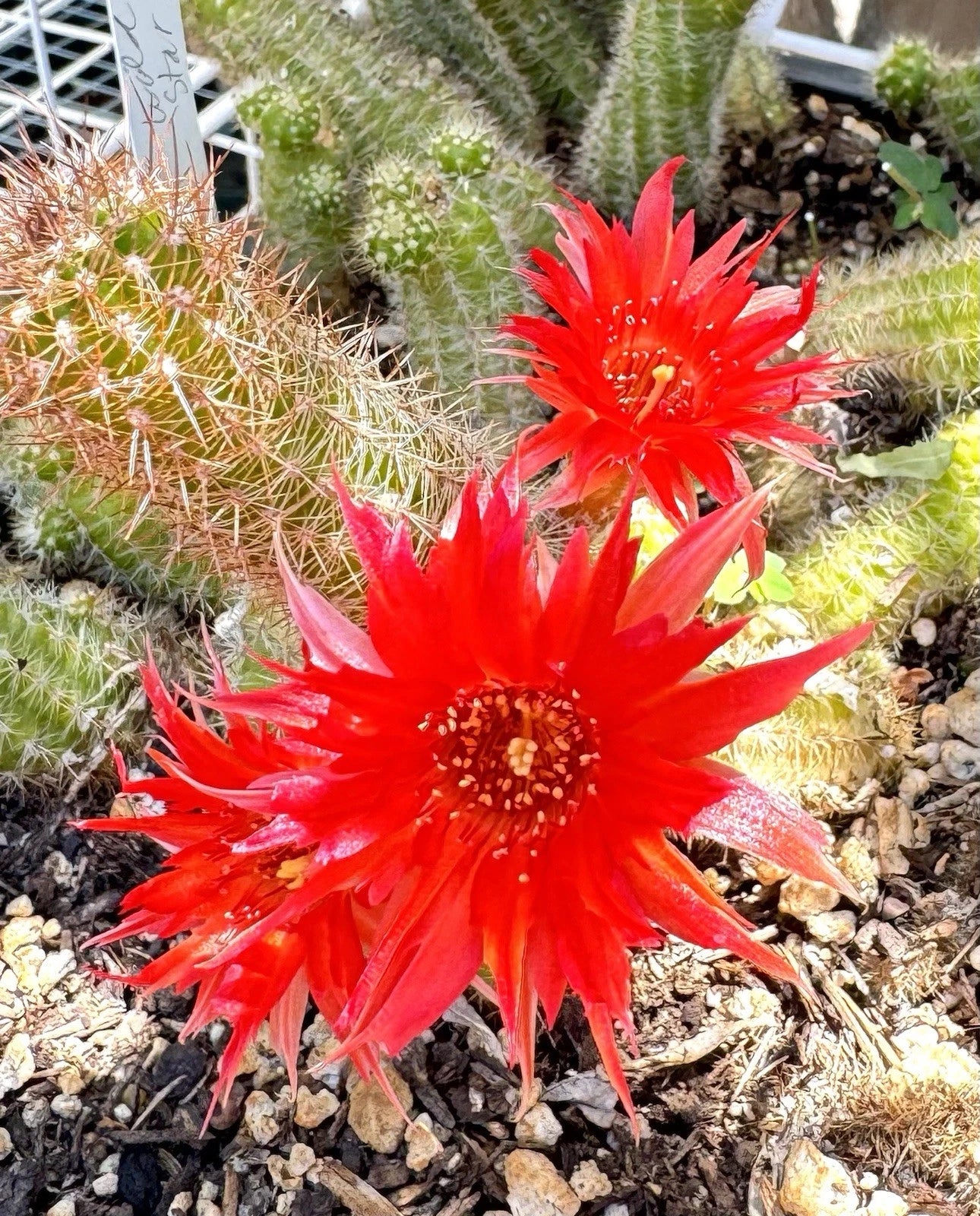 Chamaecereus Peanut Cactus Plant - WILD STAR 2 European Hybrid Rooted Plants