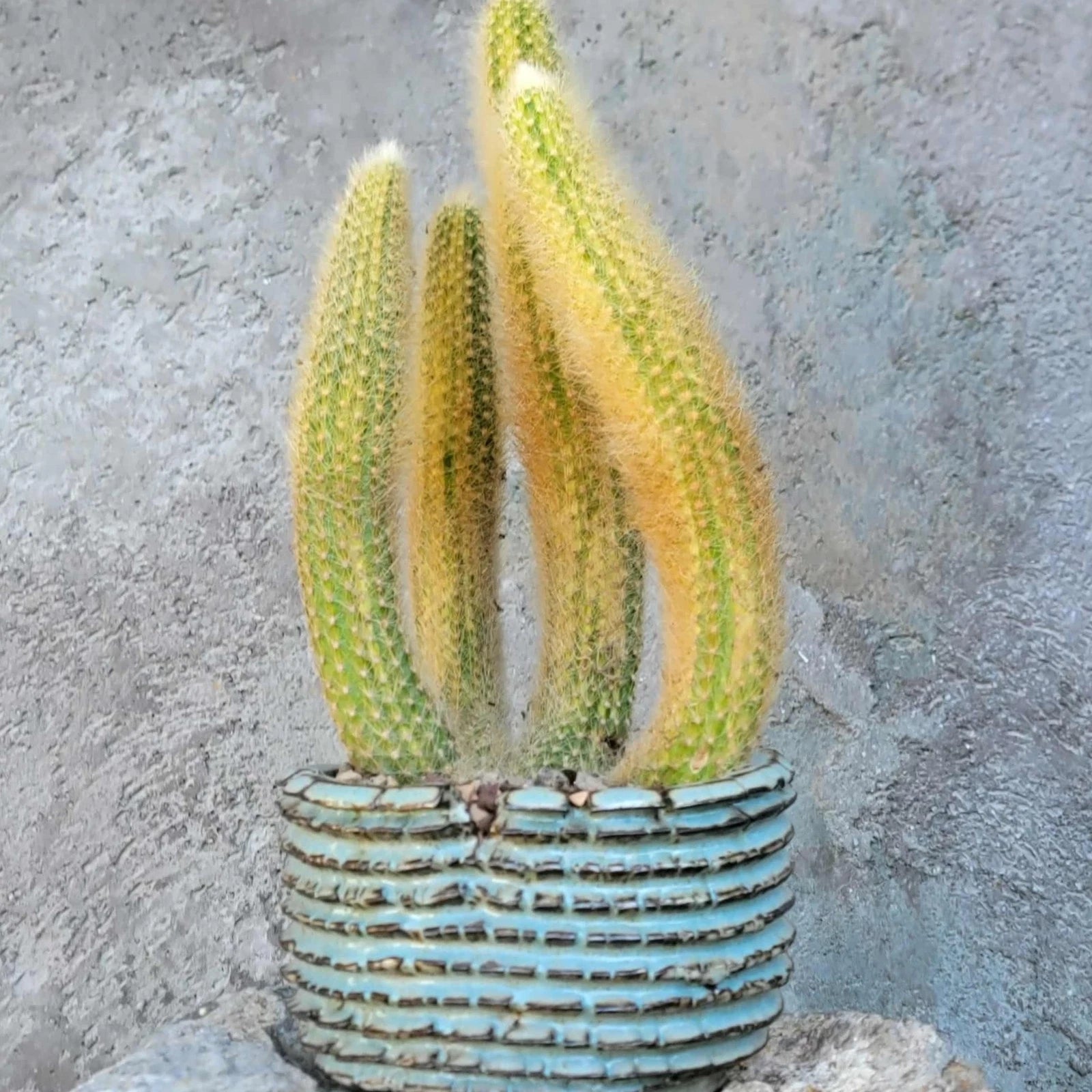 monkey plant succulent Variegated Monkey Tail Cactus Cluster - Cleistocactus colademononis variegata