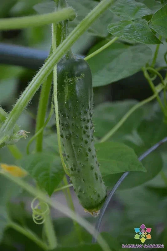 Cucino Persian Cucumber Seeds - 25+ Pack for Garden Planting - Cucumis sativus - USA - Non-GMO