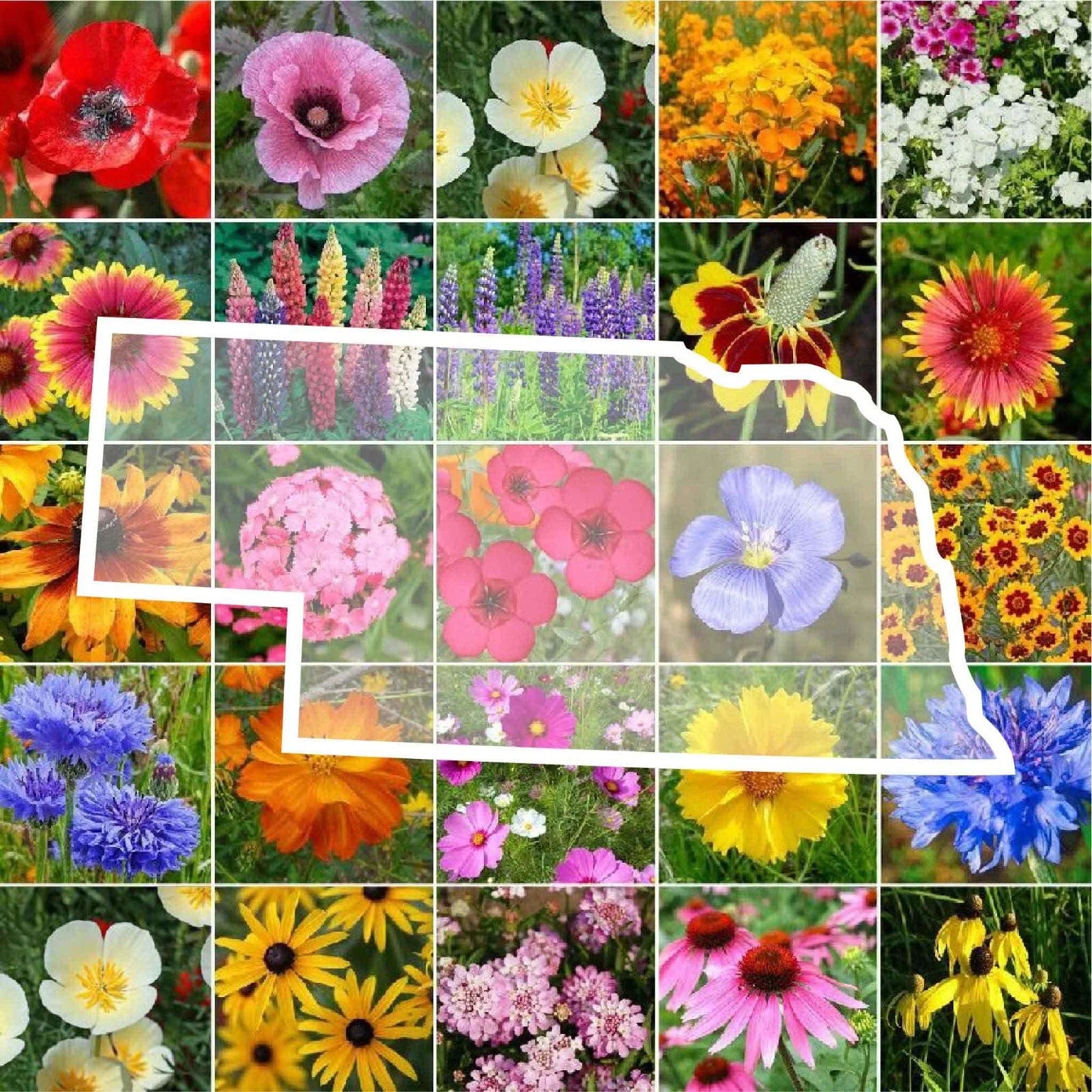 wild flower perennial seeds Nebraska Wildflower Seed Mix - 1000 Non-GMO Perennial & Annual Seeds