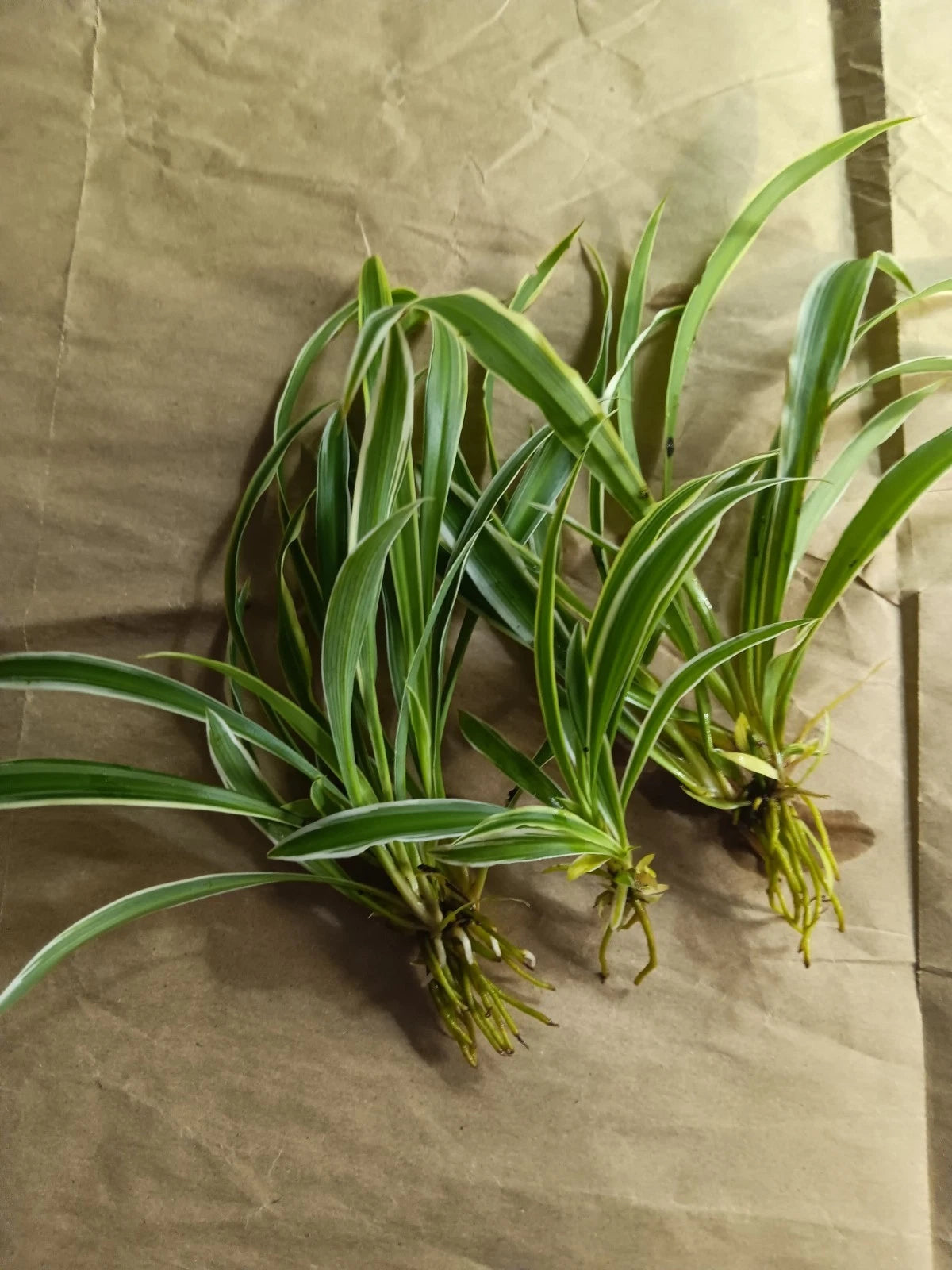 house plant pups Reverse Variegated Spider Plant Pups - Easy Care Air Purifying Houseplant