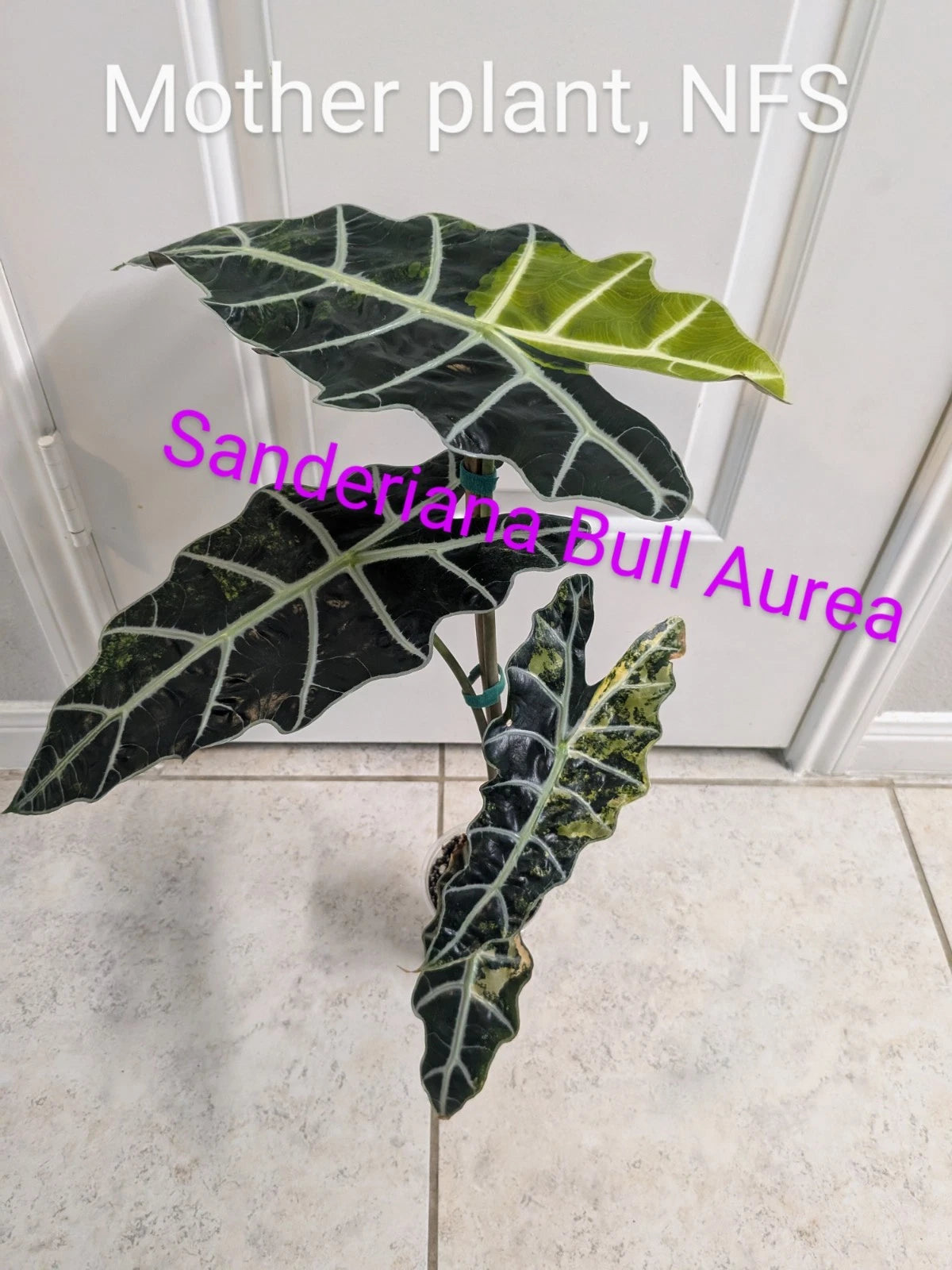 Variegated Alocasia Sanderiana Bull - Aurea - 1x Corm - Rare Houseplant for Collectors