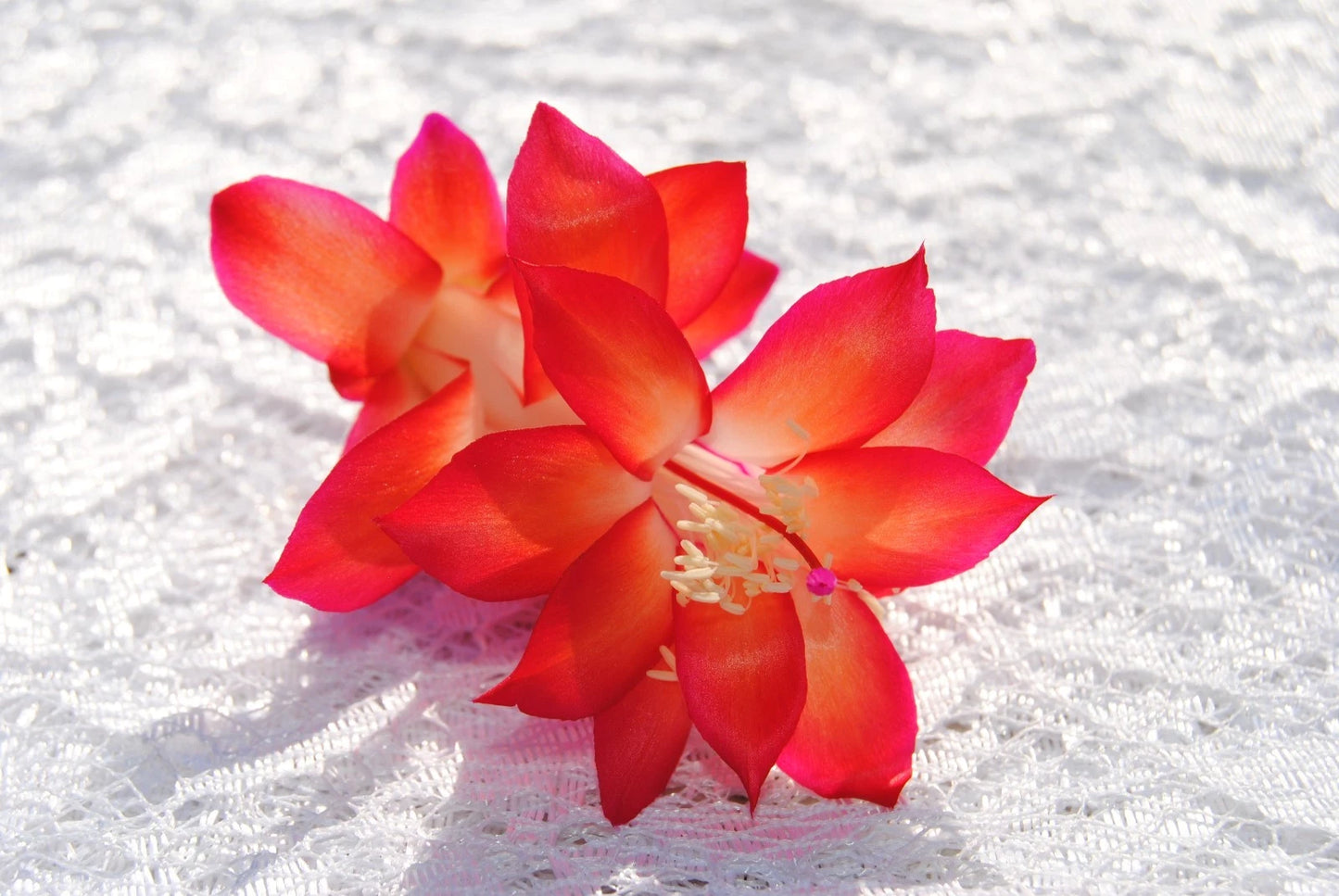 Christmas Cactus Starter Plant - Roxanne - Schlumbergera Truncata - Easy Care Indoor Plant for Holiday Decor