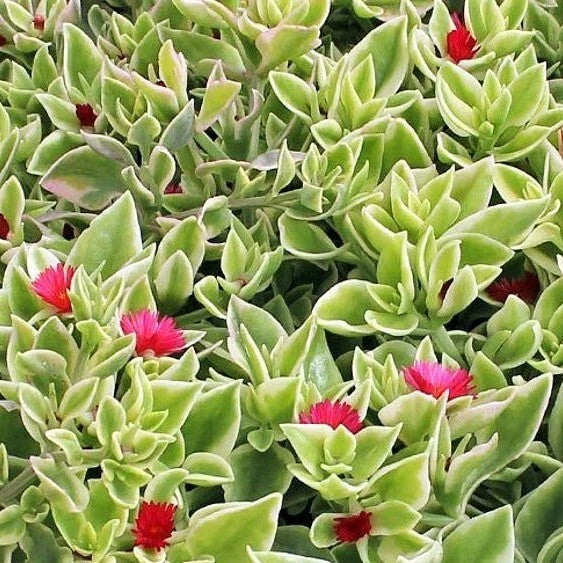 Aptenia Cordifolia Variegata Live Plant - 4 Inch Succulent - Variegated Heartleaf Plant - Bare Roots