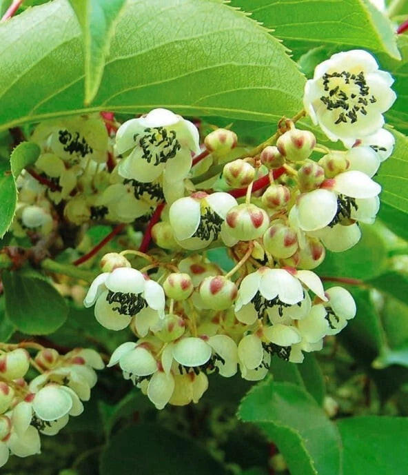 Kiwi Meader Male Pollinator Plant – Live Rooted Starter, Zones 3-9, Actinidia deliciosa, Fragrant Flowers, 12-20ft Vines