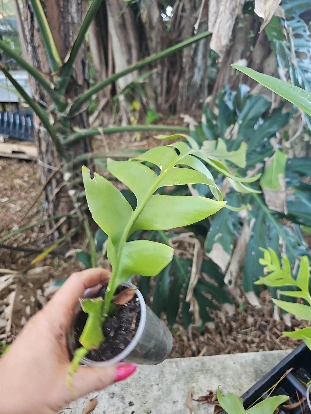 Large Fern Leaf Orchid Cactus 3” Pot, Shark Tooth, Selenicereus chryso –  Jayme Garden