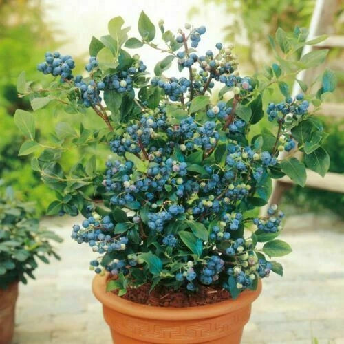 Blueberry Seeds - 100+ Dwarf Top Hat | Low Bush Variety - Sweet Edible Fruits (Vaccinium corymbosum)