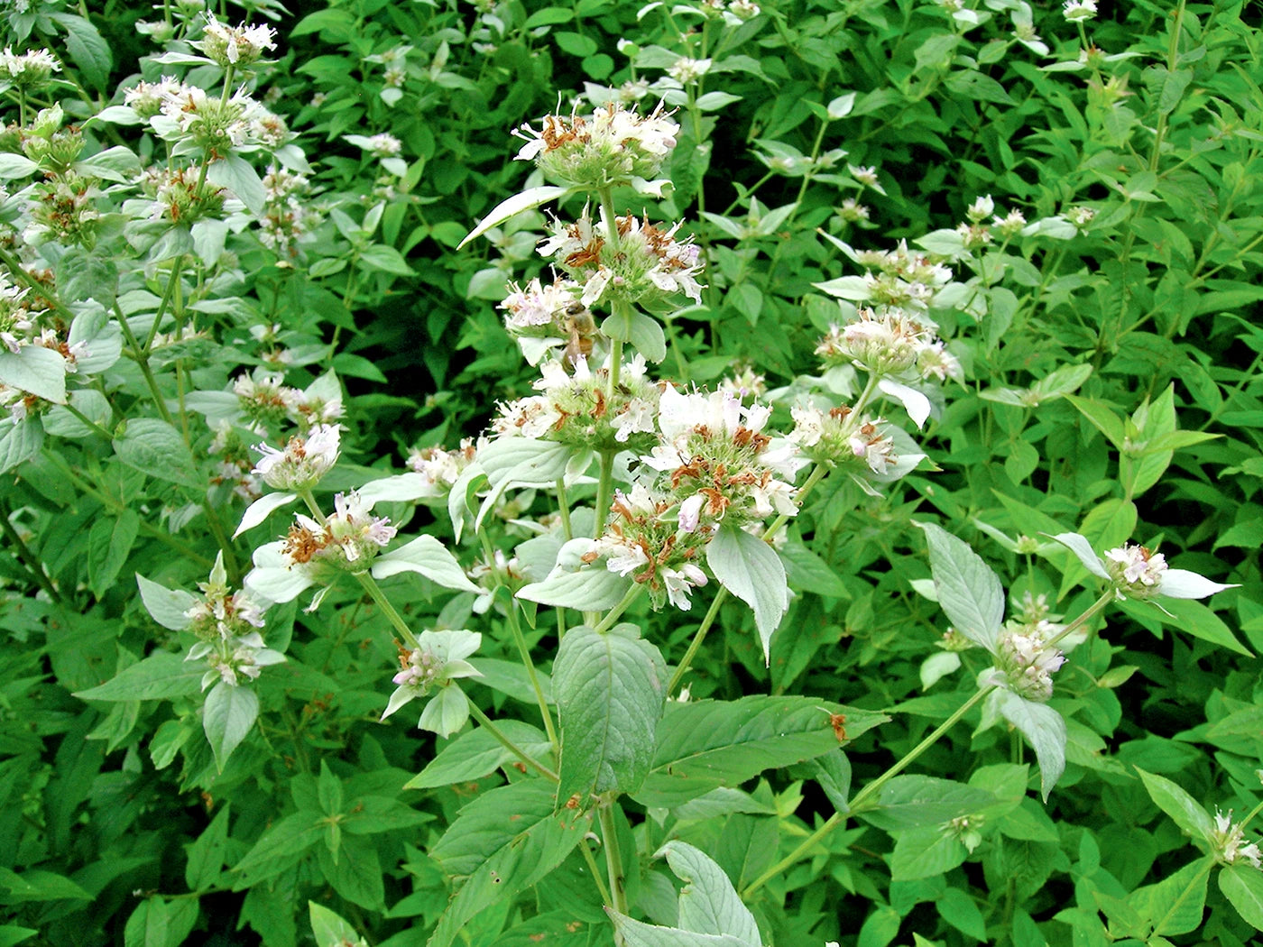 Mountain Mint Seeds - 500+ Pack - Native Wildflower Edible Herb - Drought Tolerant, Shade Loving (Pycnanthemum virginianum)