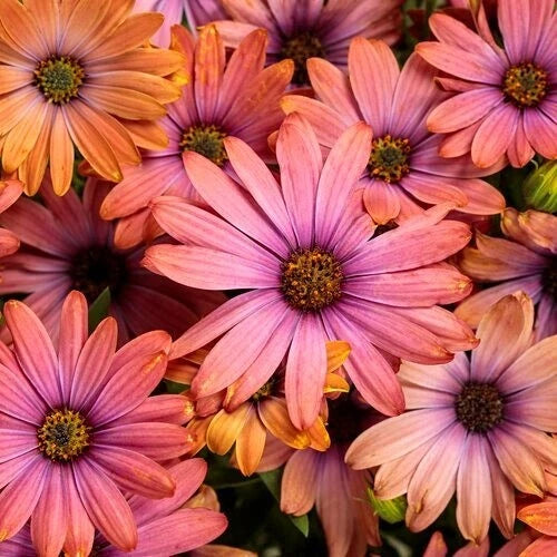 Cape Daisy Seeds - 200+ Purple & Orange Varieties - Ideal for Garden Planting - Free Shipping - Osteospermum