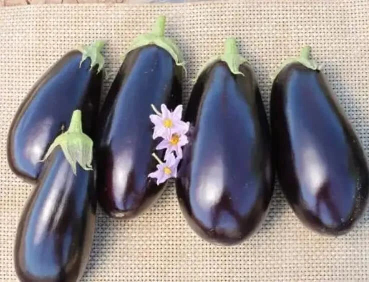 American Hybrid Eggplant Seeds - 20 Count - A1014 Hybrid - Solanum melongena
