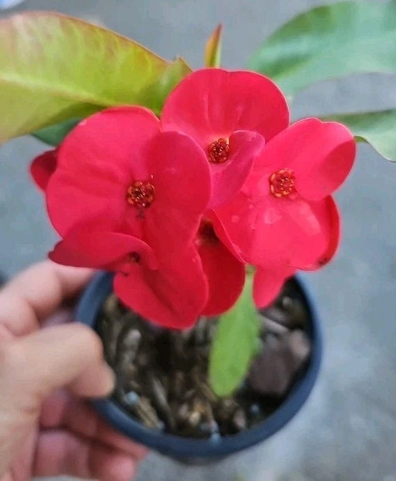 indoor crown of thorns plant Thai Red Crown of Thorns Live Plant 7" - Euphorbia milli 'Corona de Cristo'