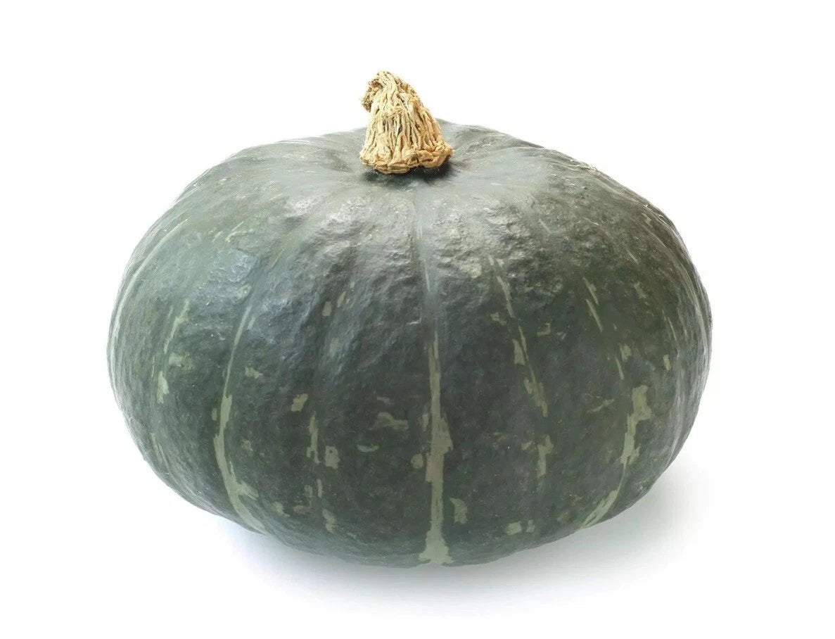 Kabocha Pumpkin Seeds - 10+ Sweet Nutty Flavor Japanese Squash Seeds - Cucurbita maxima - USA