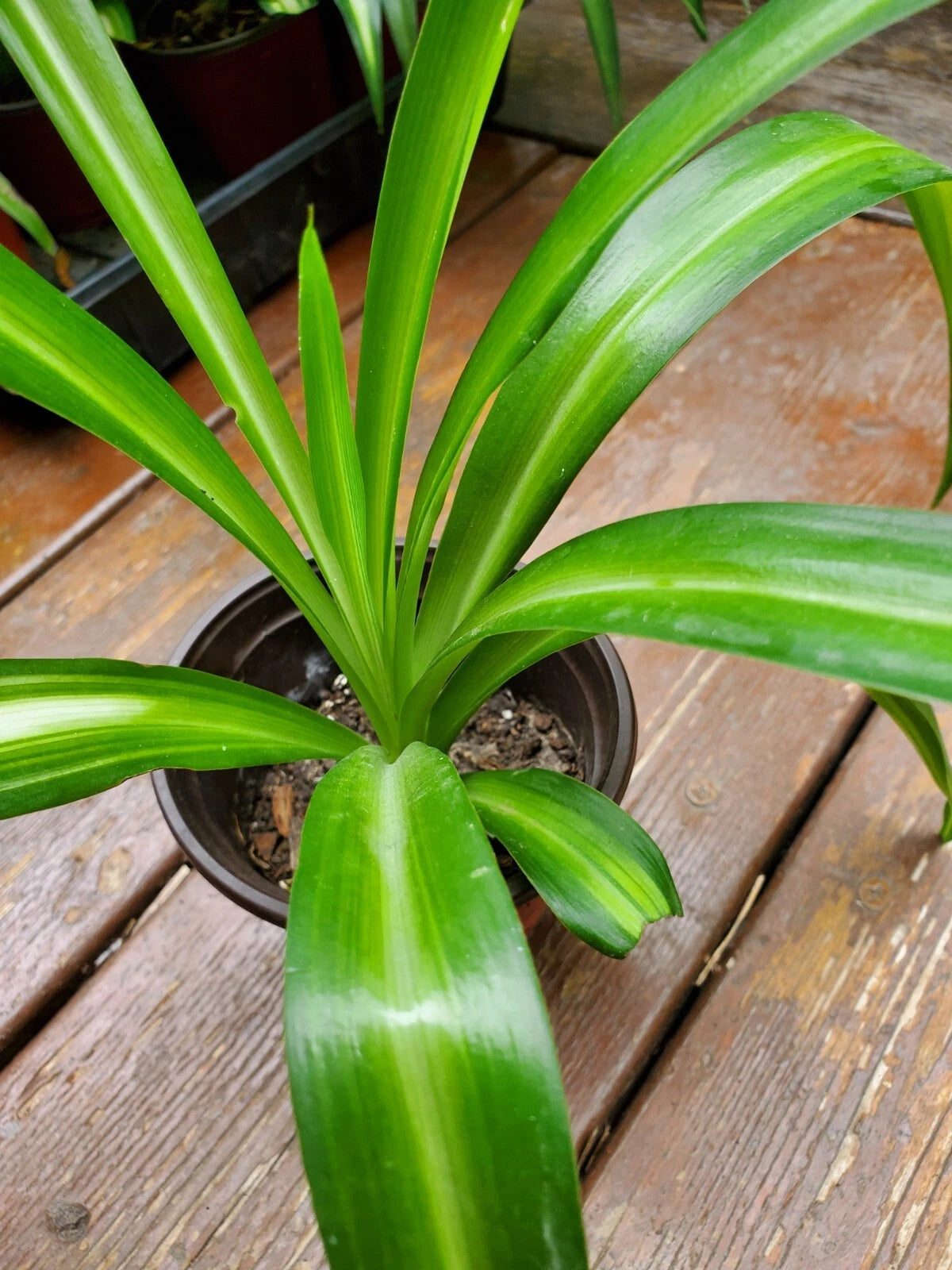Rooted Airplane Plant in Pot, Solid Green, Live Spider Plant, Chlorophytum  comosum, 8