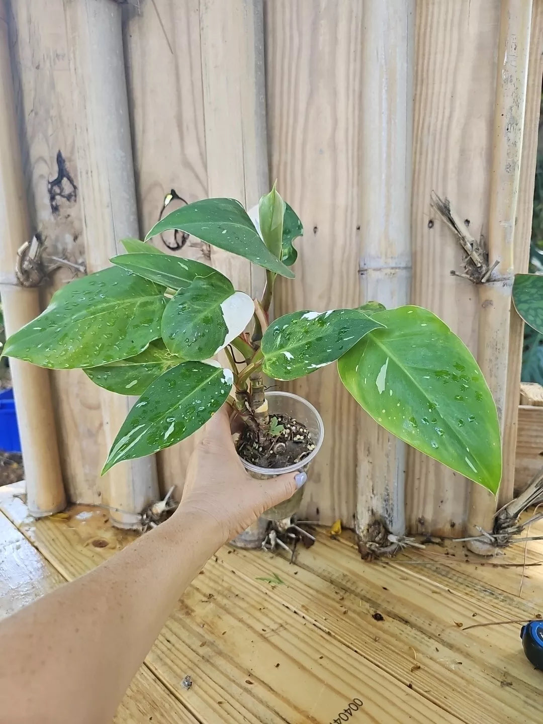 philodendron green princess variegated White Princess Philodendron Plant