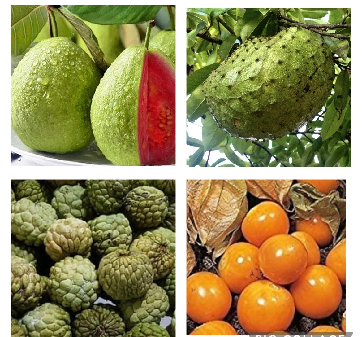 planting guyabano seeds Fruit Seeds Bundle - Guyabano, Red Guava, Atis, Poha Berry