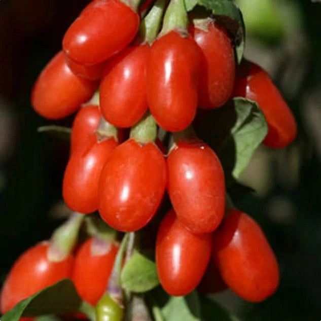 Large Goji Berry Seeds Pack - 100 Seeds - Lycium barbarum - Organic Wolfberry for Home Gardening