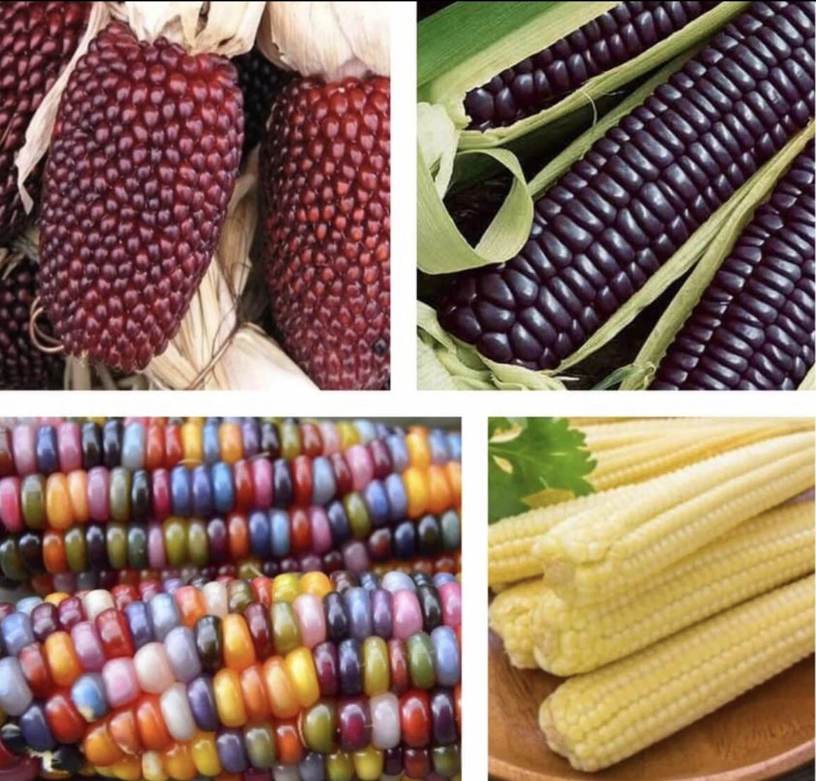 Blue Corn Seeds - 4 Packets Glass Gem Corn, Japanese Baby Corn, Strawberry Corn - Zea mays