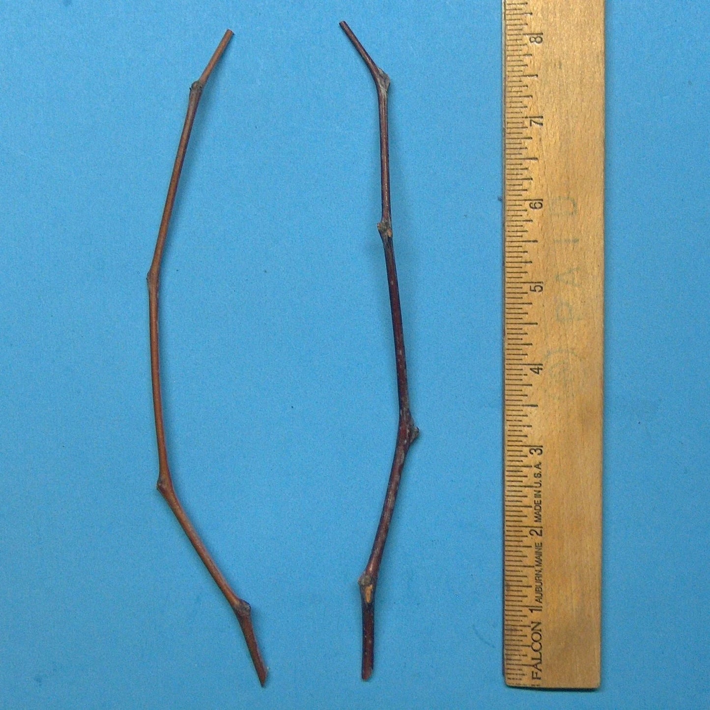 Maya Jujube Tree Cutting 8" Thin Scion Wood for Grafting - Ziziphus jujuba