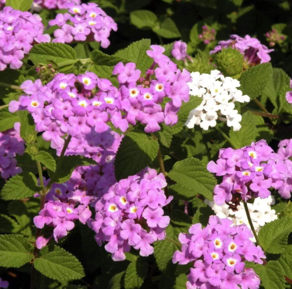 Lantana Trailing Lavender Plants Live - No Pot - Outdoor Planting - Lantana montevidensis