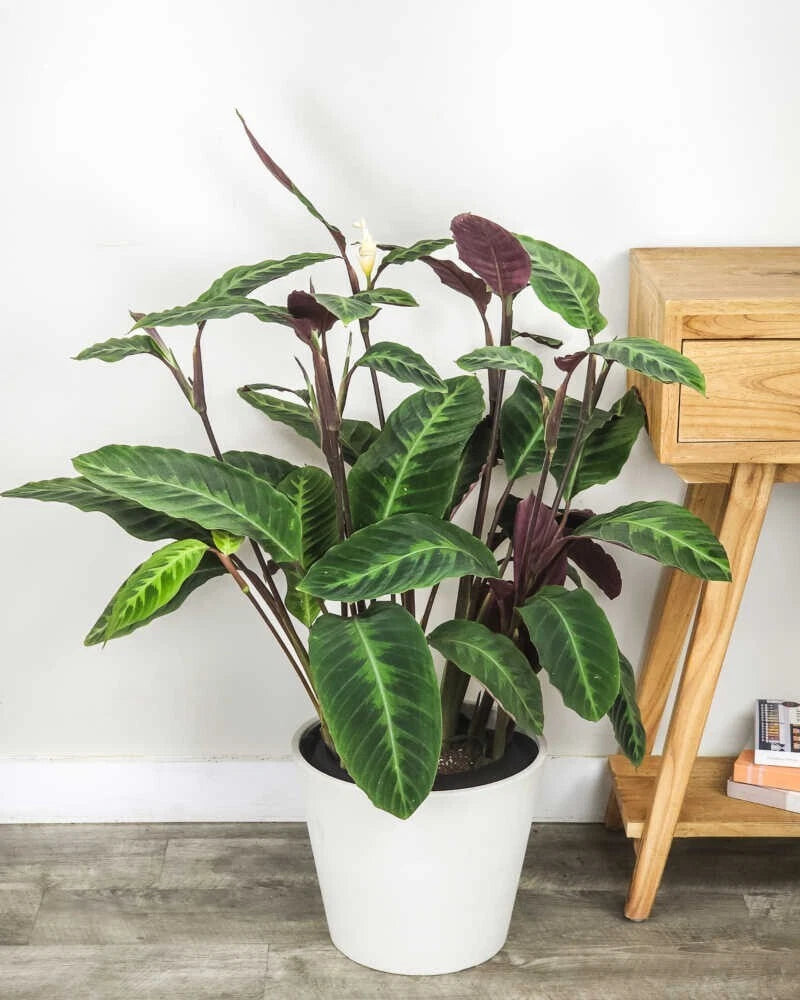 Jungle Velvet Calathea Seeds - 25+ Premium Seeds for Garden Planting -  Maranta leuconeura - USA