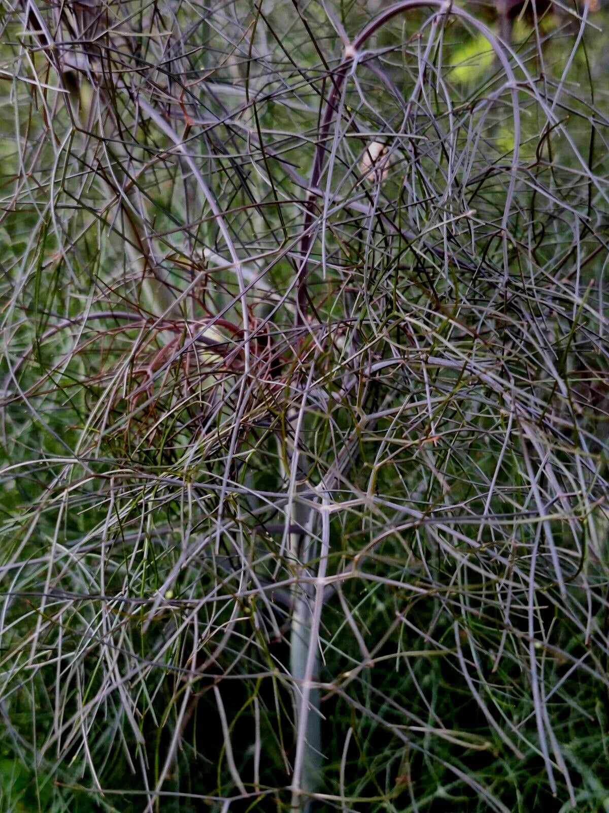 Bronze Fennel Seeds 100 Count, Dark-Purple Foliage, Yellow Flowers, Licorice Flavor, Foeniculum vulgare 'Purpureum'