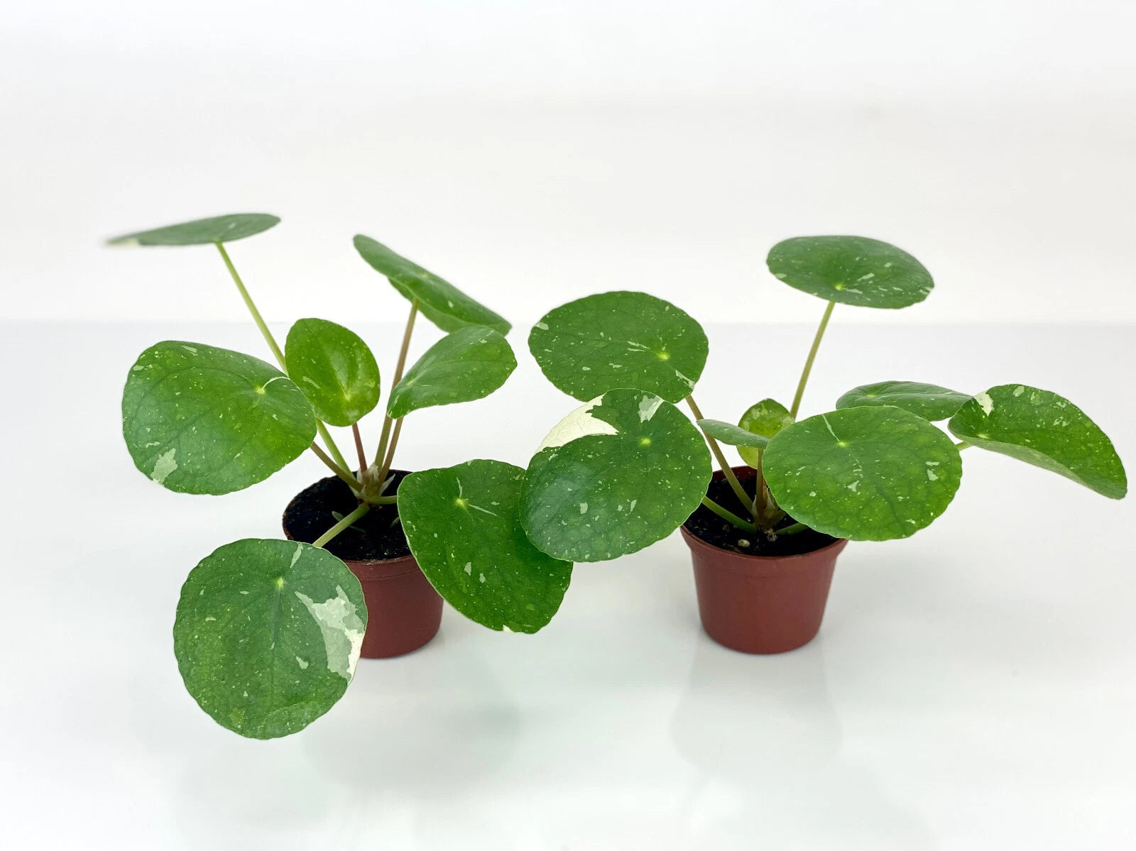 Variegated Pilea Plants - 2