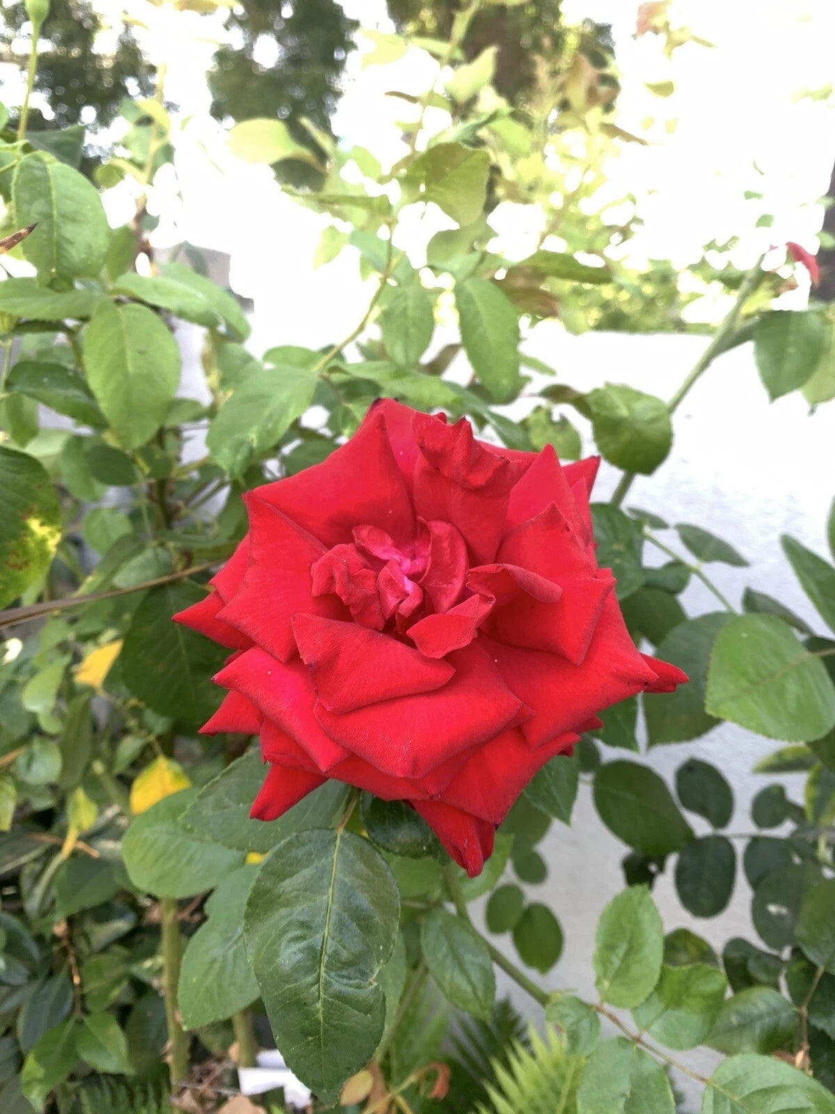 Blood Red Fragrant Rose Cuttings, 6 Inch Logs, 5 Pieces, No Roots, Rosa spp.