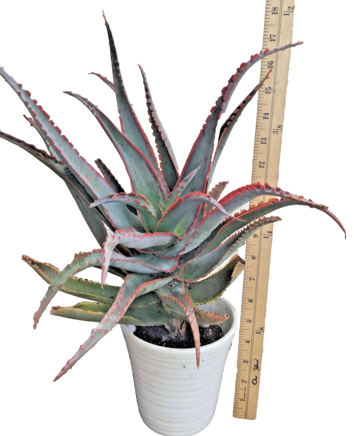 Rooted Aloe Plant 18 in Tall, Blue Sky Hybrid, Striking Orange Teeth, –  Jayme Garden