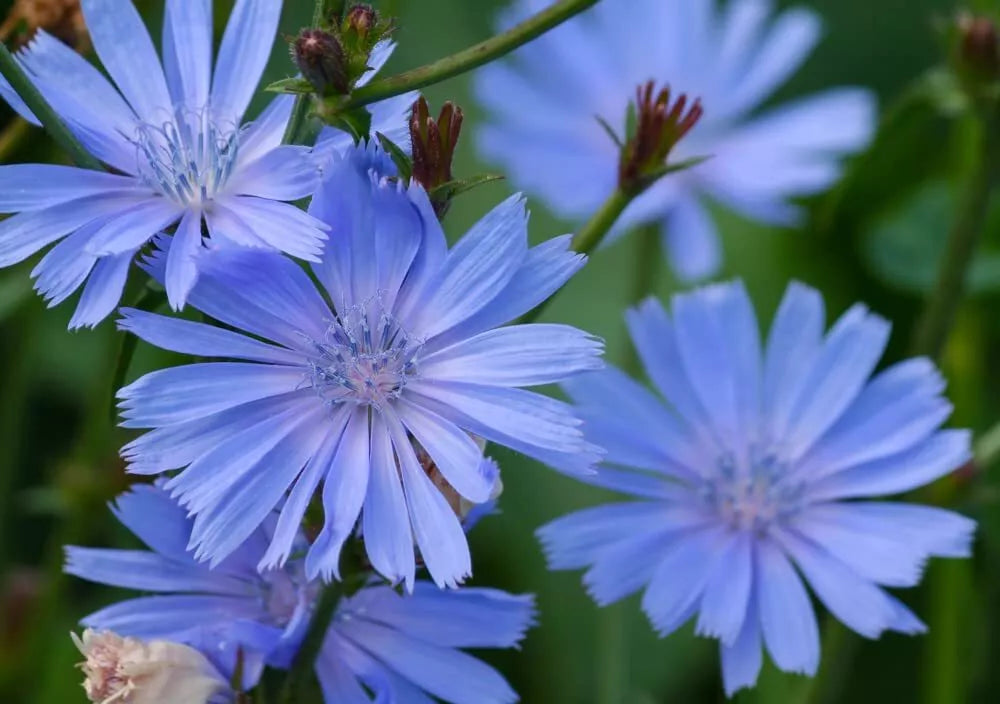 chicory wildflower seeds Chicory Wildflower Seeds - 1 oz Blue Flower Seeds for Planting