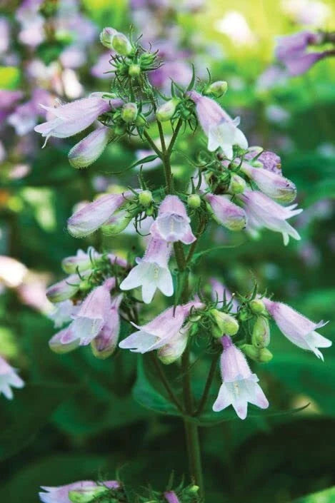 Calico Beardtongue Seeds - 50 Count - Penstemon calycosus - Native Wildflower for Garden Planting