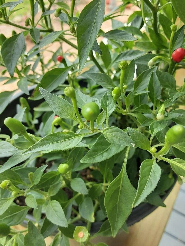 Wild Chile Pequin Seeds 25 Count, Chiltepin, Chile del Monte, Mountain –  Jayme Garden