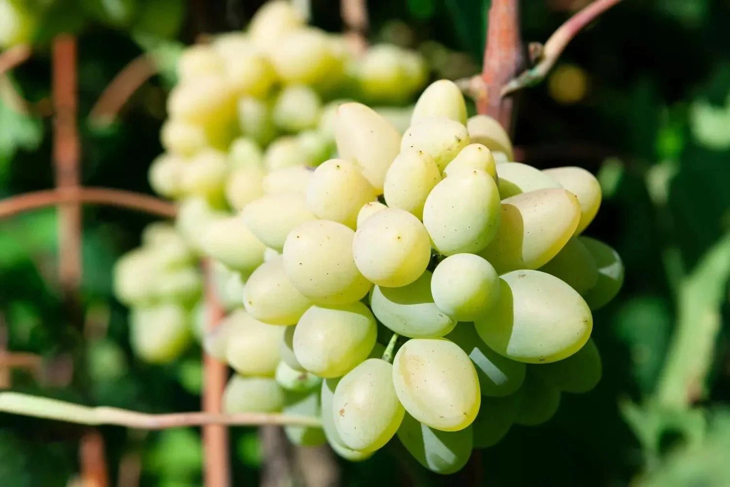 Cotton Candy Grape Cuttings - 5 Rare Rooting or Grafting Cuttings - Vitis vinifera