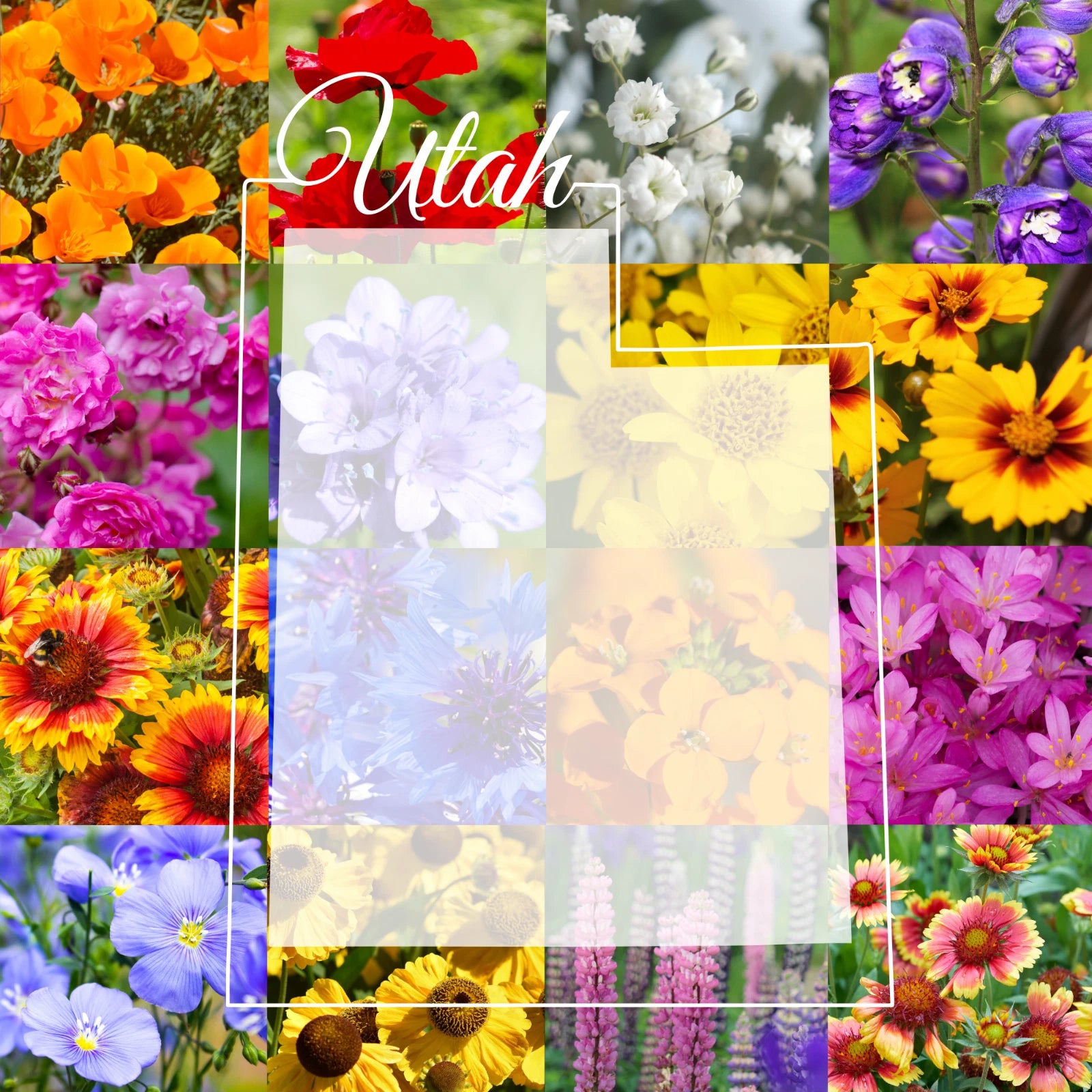 utah wildflower seeds Wildflower Seed Mix 1/4 Pound Utah Western Blend Covers 800 sq ft