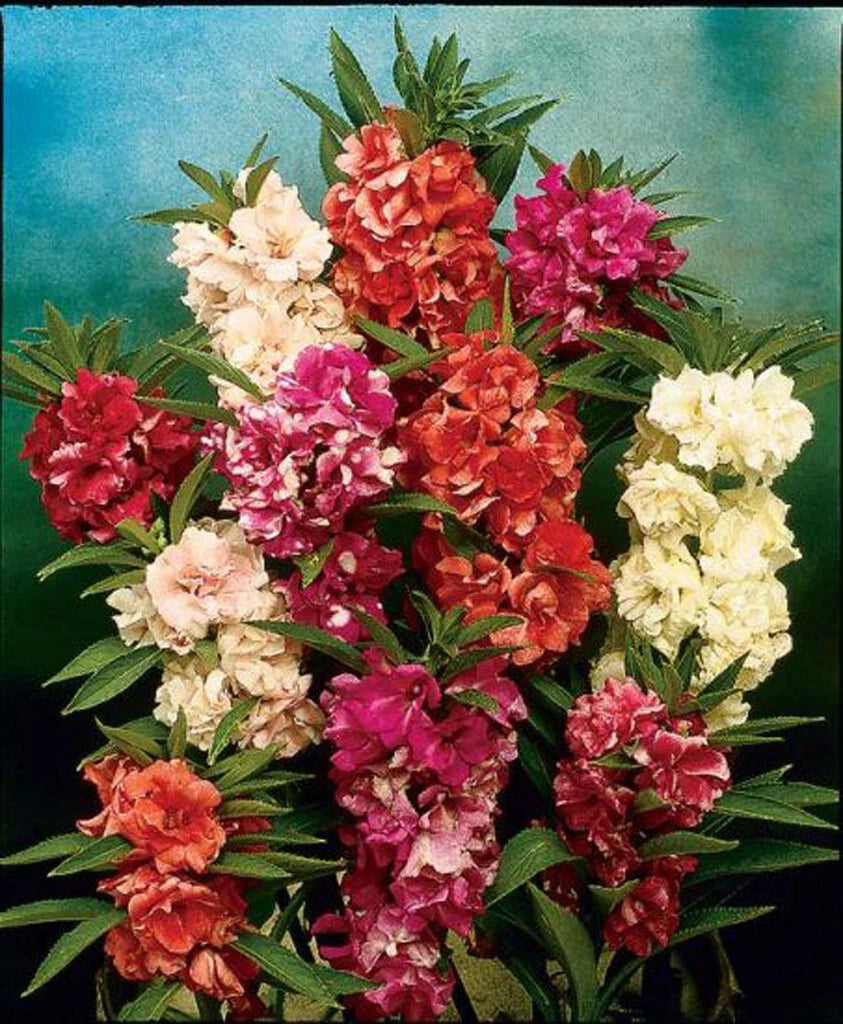 Balsam Camellia Seeds - 100 Pack - Camelia Flowered - GroCo USA - Buy 15 Ships Free