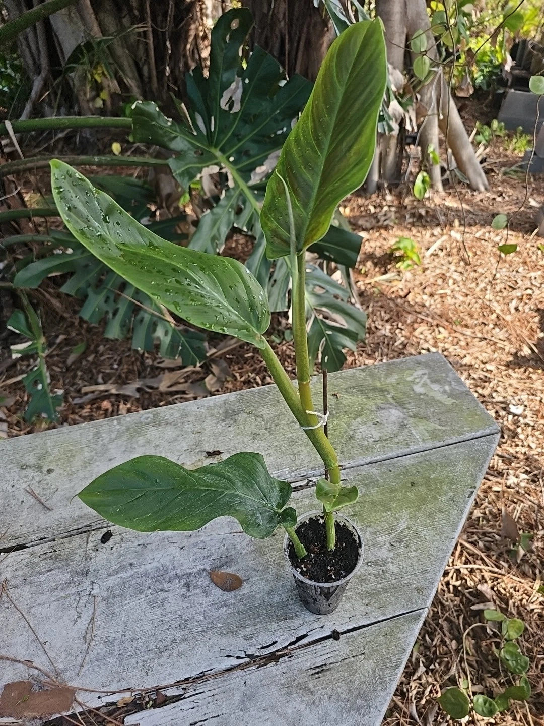 subhastatum philodendron Philodendron Subhastatum Plant 20