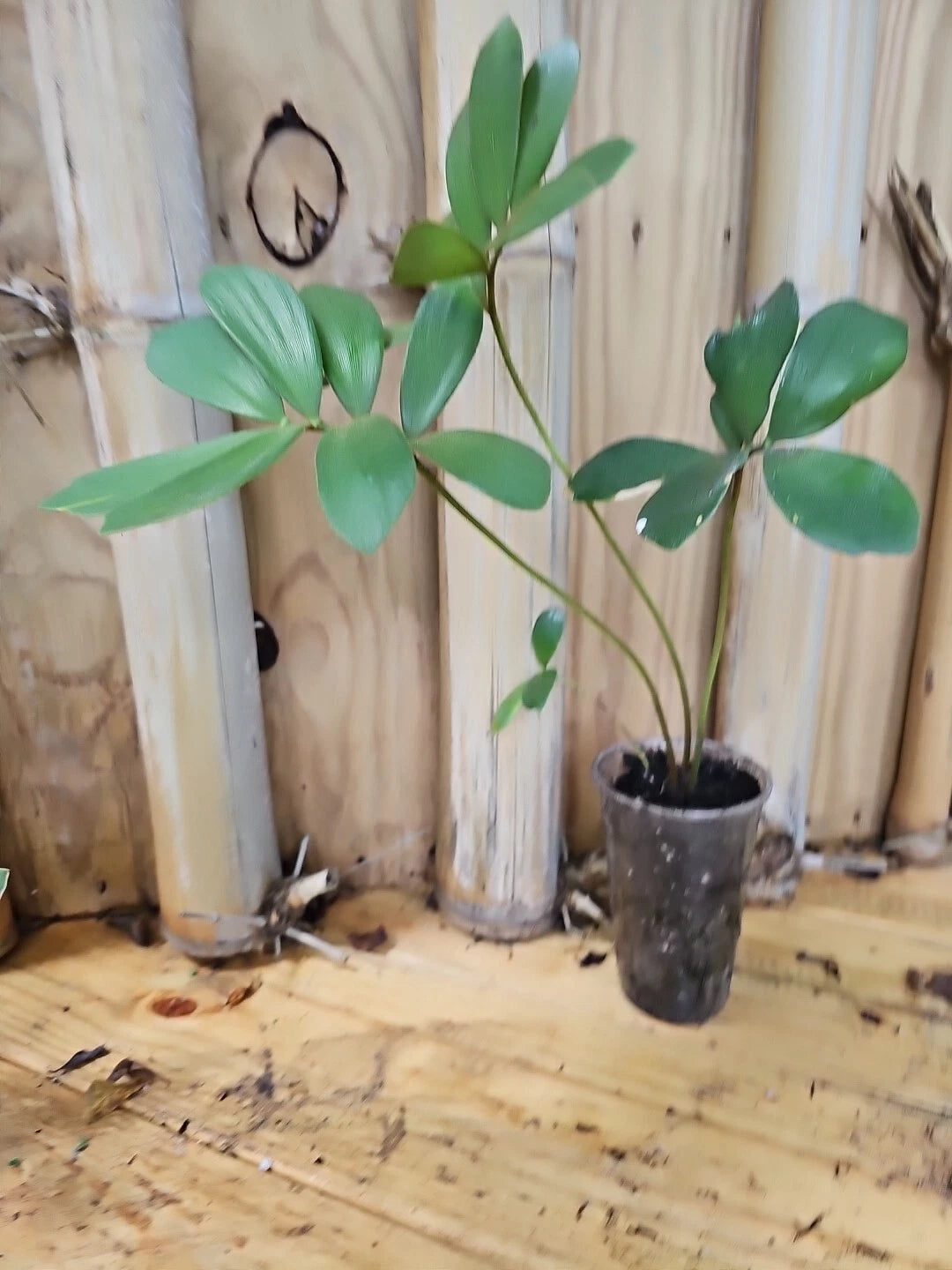 zamia palm plant Zamia Furfuracea Cardboard Palm 3" Pot | Rare Exotic Cycadaceae