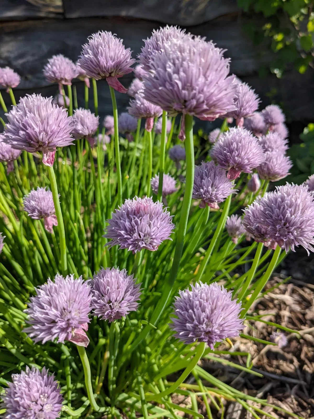 Chives Live Perennial Herb Plants, 4 Plugs, Culinary Chives (Allium schoenoprasum), Edible Flowers, Easy to Grow
