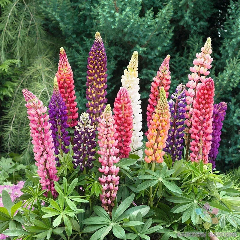 25+ Russell Mix Lupine Seeds - Colorful Garden Variety - Lupinus polyphyllus - USA Grown, Free Shipping