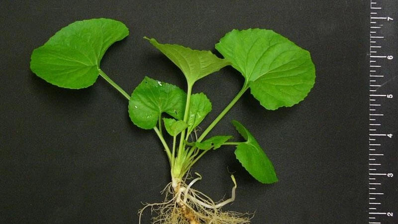 20 Wild Violets Live Plants β Hardy Ground Cover β Viola Sororia Starter Plants β Edible Flowers for Lawn, Shade Garden, or Containers