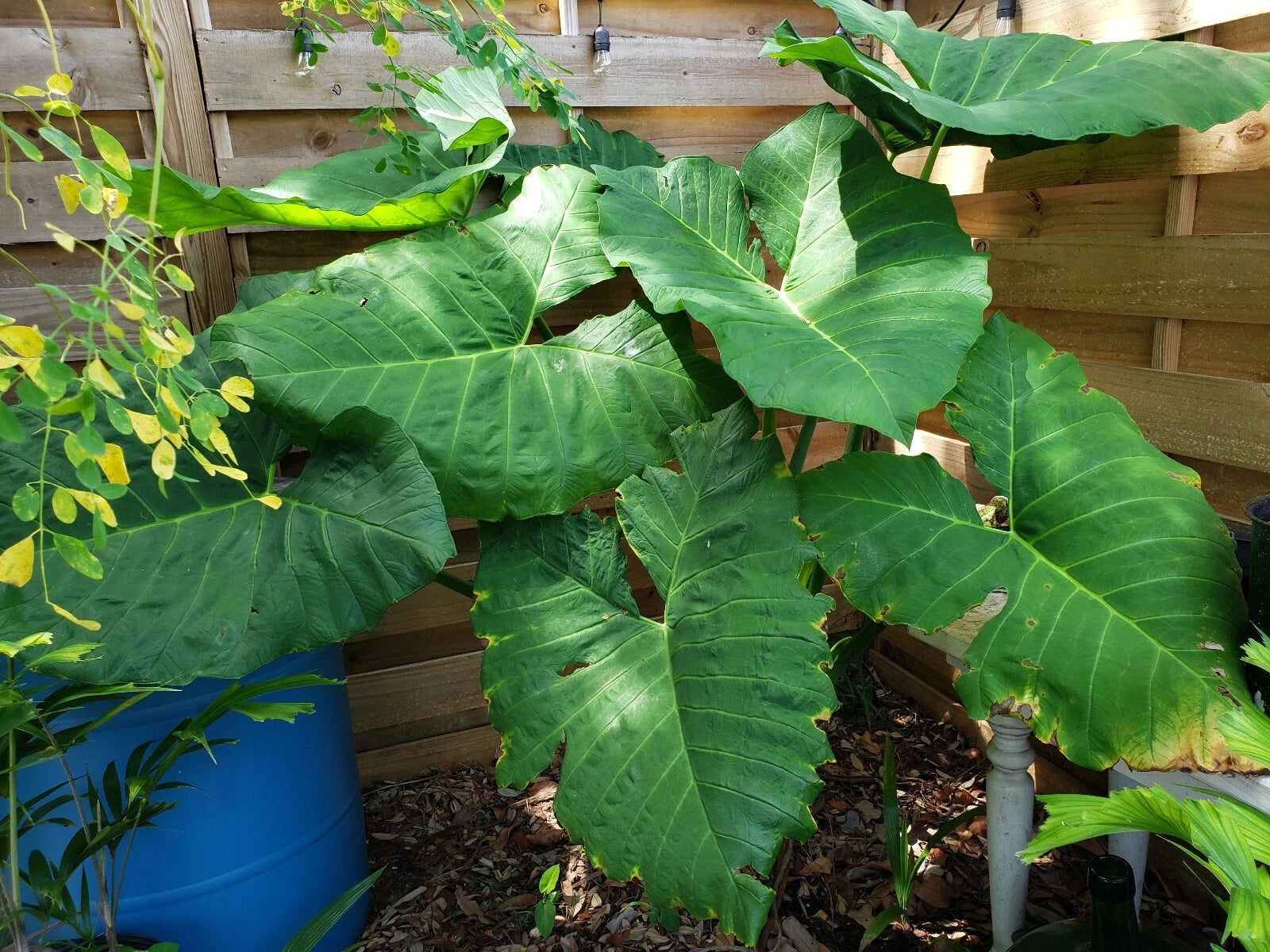 Giant Alocasia Plant 4