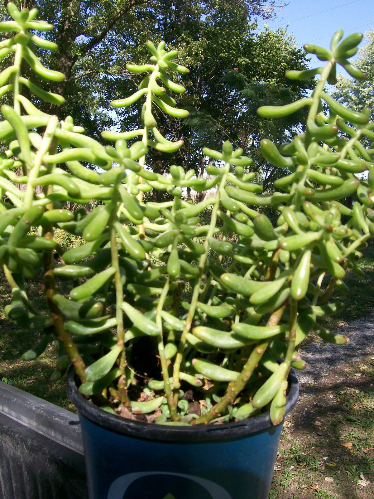 sedum salsa succulent Sedum Salsa Starter Plant - 4" Pot - Drought Tolerant Ground Cover