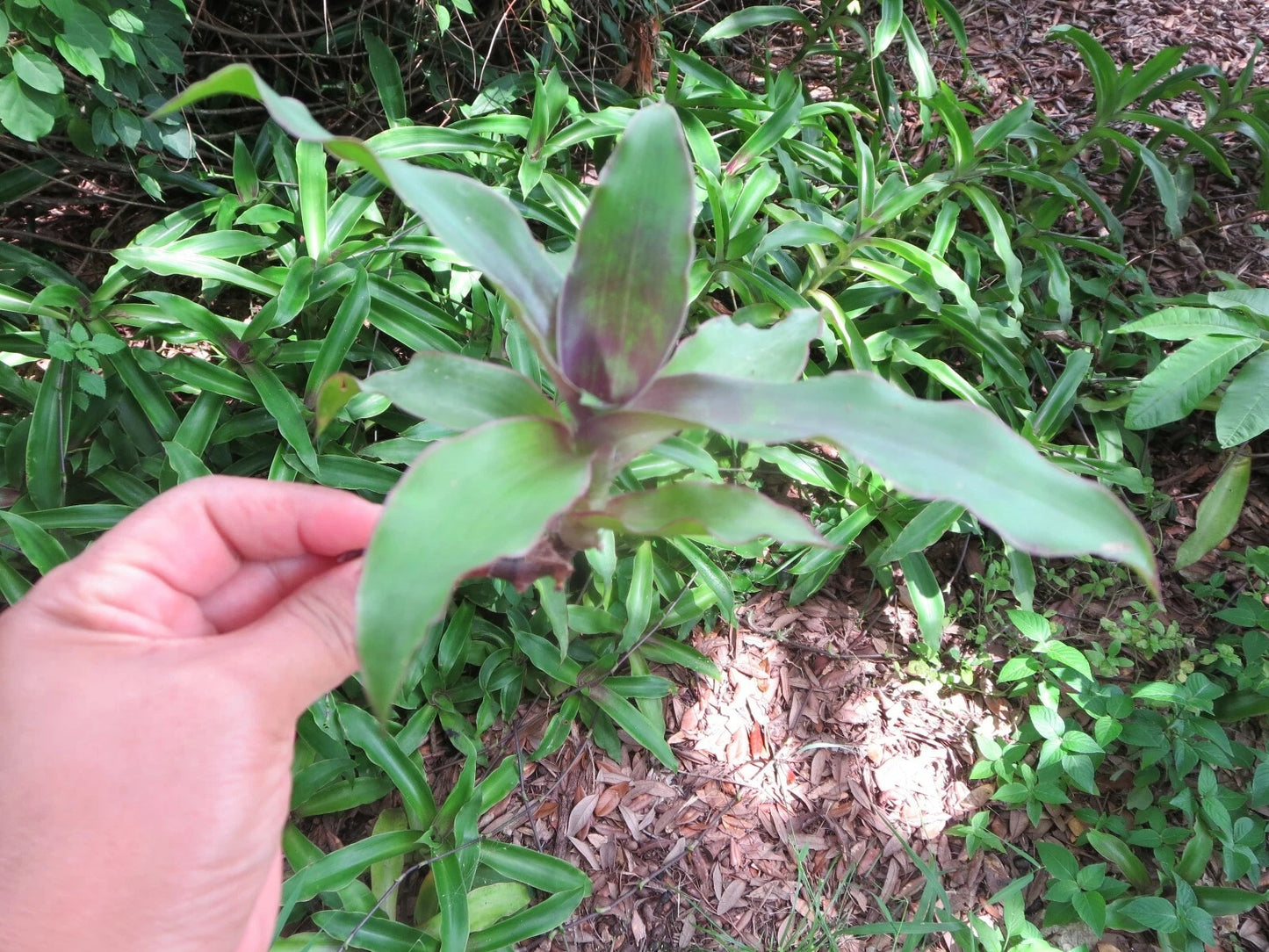 Callisia fragrans Cuttings - Medicinal Basket Plant - 5 Healthy Cuttings for Propagation