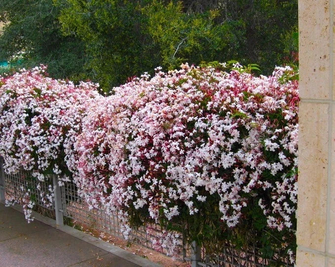 Pink Jasmine Starter Plant - Jasminum Polyanthum