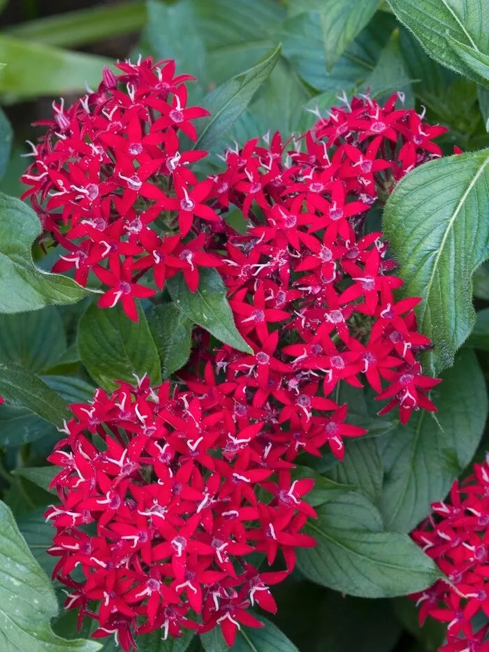pentas plant seeds Pentas Seeds - 100 Count - New Look Red - Pentas lanceolata