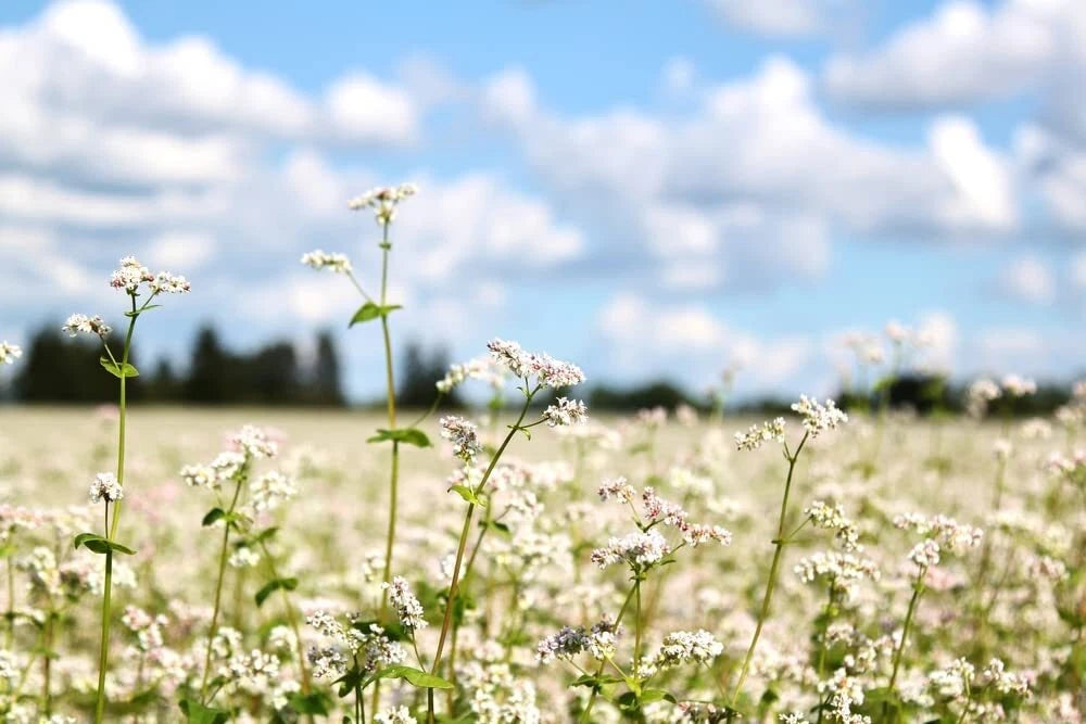 Buckwheat Seeds for Planting - Cover Crop, Grain, Pollinator, Bee Pasture, Wildflower - Fagopyrum esculentum