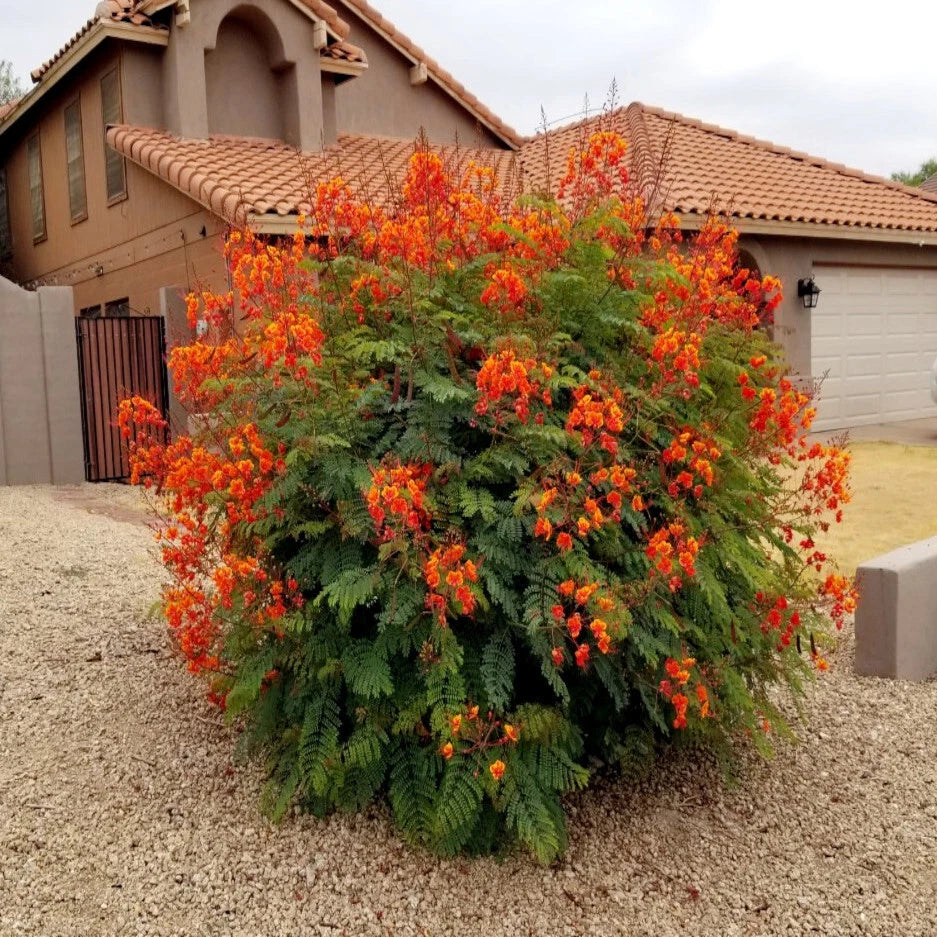 Mexican Red Bird of Paradise Seeds - Dwarf Poinciana Flower Shrub (C. pulcherrima) - Tropical Garden Plant Seeds