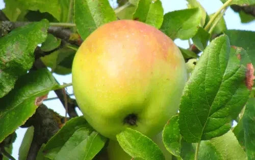 Cabarette Apple Seeds - 25+ Seeds for Garden Planting - Malus domestica - USA Grown, Fast Shipping