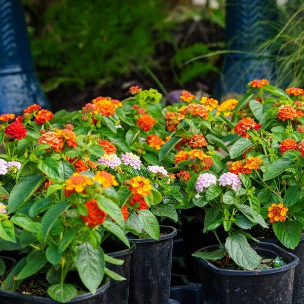 Lantana Plant Plug, 1 Hardy Miss Huff Variety, Easy to Grow, Lantana camara